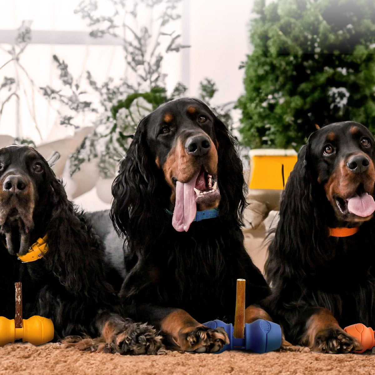 Three Gordon setters each with their own coloured Chewise holder