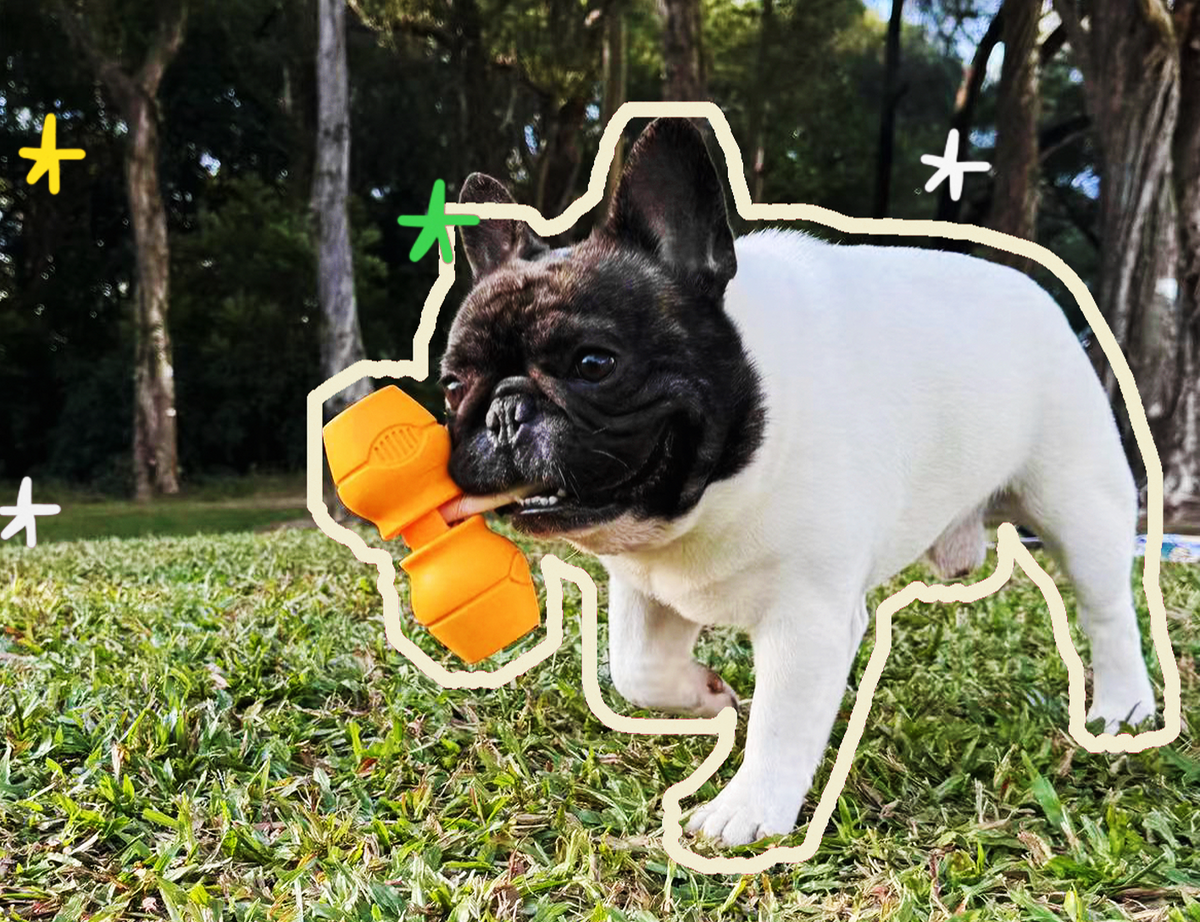 Are Bully Sticks Safe for Dogs? Risks and Practical Precautions