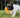 Are Bully Sticks Safe for Dogs? Vet-Backed Safety Guide | Chewise