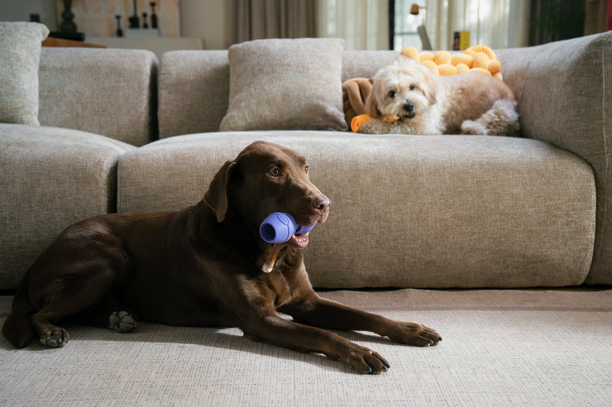 Can Dogs Choke on Bully Sticks? Risks, Supervision and When to Get Help