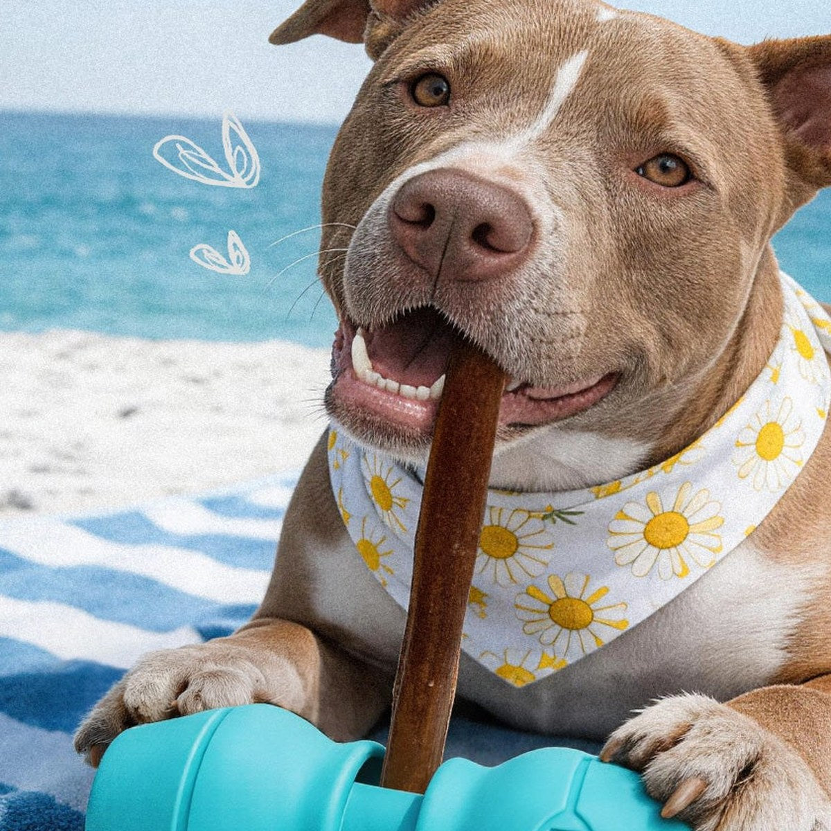 Pit bull on a beach towel chewing a bully stick held in a teal Chewise holder